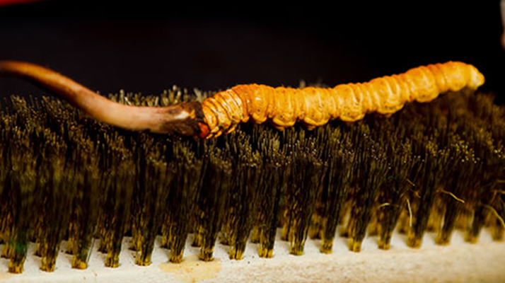 鮮冬蟲夏草什么口感最好？探尋舌尖上的滋補(bǔ)美味? ? ? ?