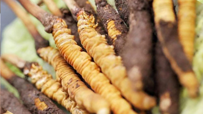 鮮冬蟲夏草哪個(gè)尺寸最好？一文讀懂，不再糾結(jié)