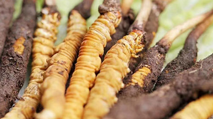 鮮冬蟲夏草能存放多久？科學(xué)保存指南來了