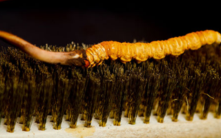 鮮冬蟲夏草什么口感最好？探尋舌尖上的滋補美味? ? ? ?