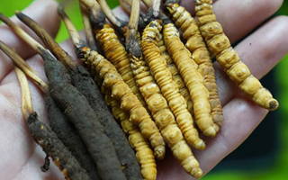 鮮冬蟲夏草如何打粉末保存？實(shí)用指南來了