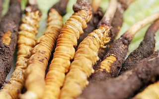 鮮冬蟲夏草能存放多久？科學(xué)保存指南來了