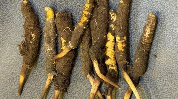 野生冬蟲夏草一斤多少錢？多維度價格解析