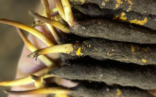 蟲(chóng)草怎么存放比較好？科學(xué)保存指南