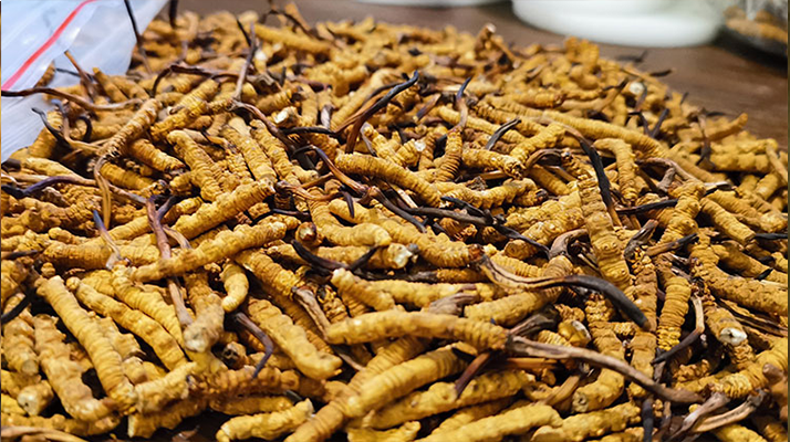 <a href=http://m.yangtenghuanbao.com/ target=_blank class=infotextkey>冬蟲夏草</a>市場價格解碼：從黃金克價到價值迷霧