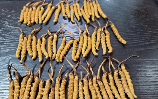 冬蟲夏草是如何形成的？揭秘"軟黃金"的誕生之謎?