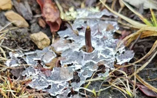 冬蟲(chóng)夏草的冬季真容：冰封下的生命蟄伏