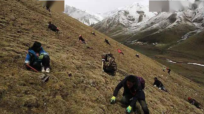 冬蟲(chóng)夏草都是野生的嗎？探尋其生長(zhǎng)的奧秘