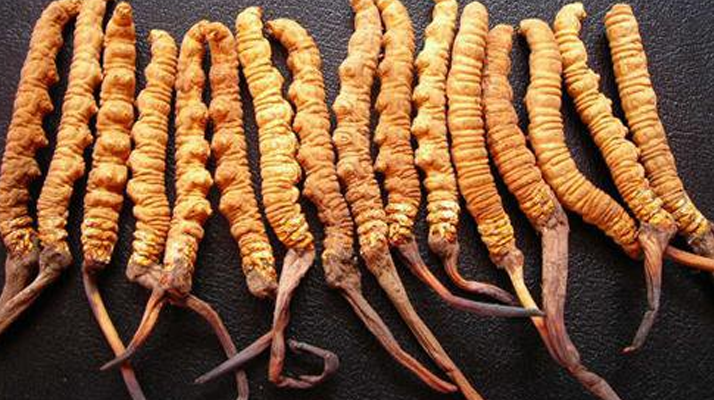 野生<a href=http://m.yangtenghuanbao.com/jiage/ target=_blank class=infotextkey>冬蟲夏草多少錢</a>一棵