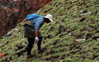 冬蟲夏草什么時候采挖？最佳采挖時節(jié)與科學(xué)依據(jù)