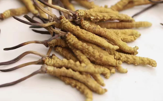 冬蟲(chóng)夏草的產(chǎn)地是哪里