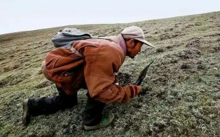冬蟲(chóng)夏草產(chǎn)地在哪里