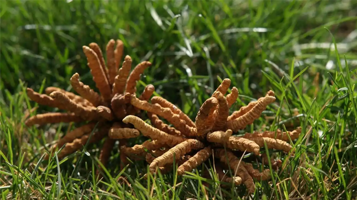 正宗冬蟲(chóng)夏草一斤多少錢(qián)？多因素交織下的價(jià)格解析