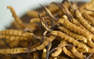 冬蟲夏草特級多少錢一克？多因素交織下的價格探秘