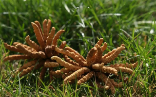 正宗冬蟲(chóng)夏草一斤多少錢(qián)？多因素交織下的價(jià)格解析