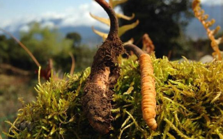 如何挑選新鮮冬蟲(chóng)夏草？掌握這幾個(gè)關(guān)鍵要點(diǎn)