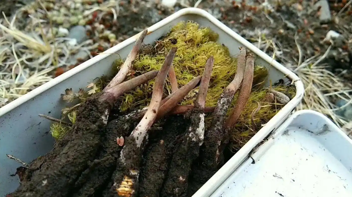 冬蟲夏草怎么辨別養(yǎng)殖的？掌握 5 大鑒別要點(diǎn)