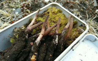 冬蟲夏草怎么辨別養(yǎng)殖的？掌握 5 大鑒別要點(diǎn)