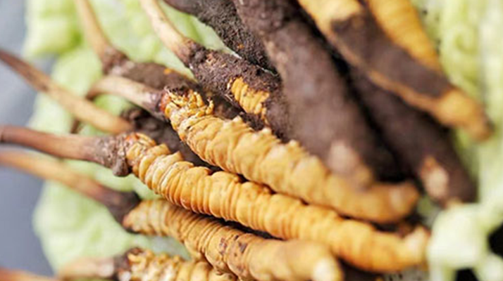 冬蟲夏草適合產(chǎn)后婦女嗎？科學(xué)滋補(bǔ)與恢復(fù)指南