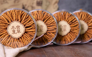 2025年7月冬蟲夏草價格行情公布！蟲草價格降了！