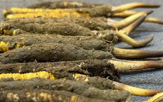 新鮮冬蟲夏草可以泡水喝嗎？正確方法與功效解析