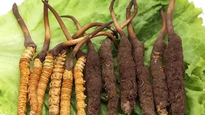 真空鎖鮮：<a href=http://m.yangtenghuanbao.com/xinxian/ target=_blank class=infotextkey>新<a href=http://m.yangtenghuanbao.com/xinxian/ target=_blank class=infotextkey>鮮冬蟲(chóng)夏草</a></a>的科學(xué)保存方法