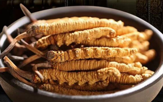 冬蟲夏草燉湯會上火嗎？科學解析滋補與上火的平衡之道