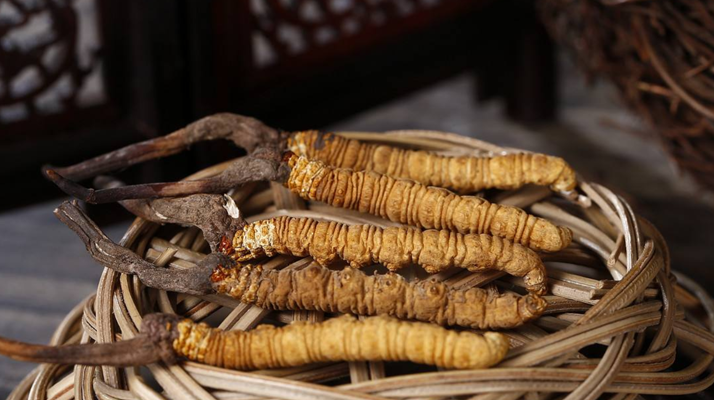 冬蟲夏草價(jià)格:波動(dòng)中的 “軟黃金” 價(jià)值剖析