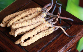 冬蟲夏草的采摘時(shí)間探秘