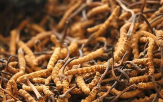 冬蟲夏草的開采時(shí)間解析