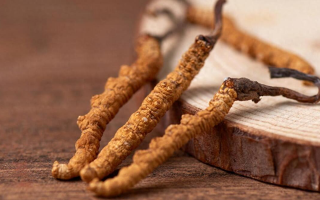 吃冬蟲夏草的好處有哪些？科學(xué)解讀這株"雪山黃金"的養(yǎng)生價值