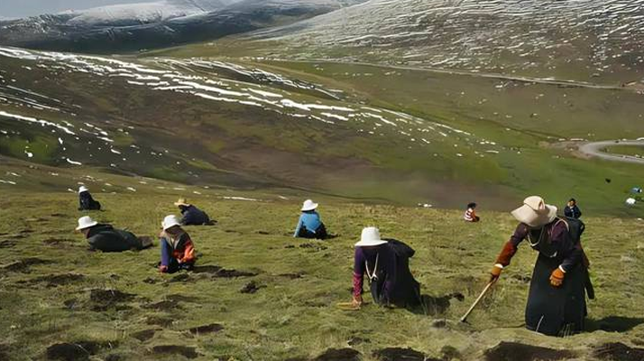 西藏鮮冬蟲夏草<a href=http://m.yangtenghuanbao.com/ target=_blank class=infotextkey><a href=http://m.yangtenghuanbao.com/s/nqcc/ target=_blank class=infotextkey>那曲蟲草</a></a>