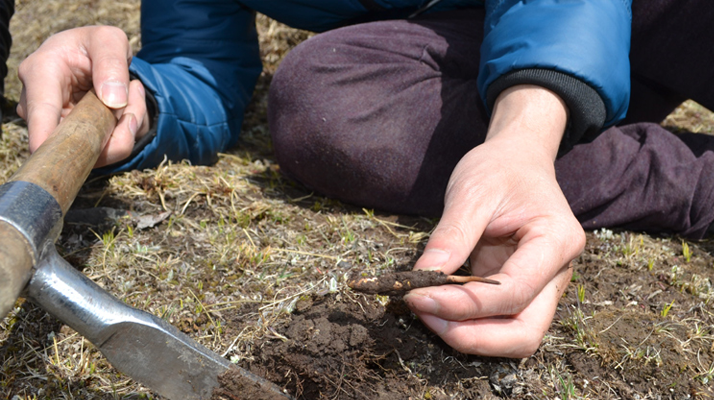 怎樣鑒別<a href=http://m.yangtenghuanbao.com/tag/6.html target=_blank class=infotextkey>冬蟲夏草的產(chǎn)地</a>