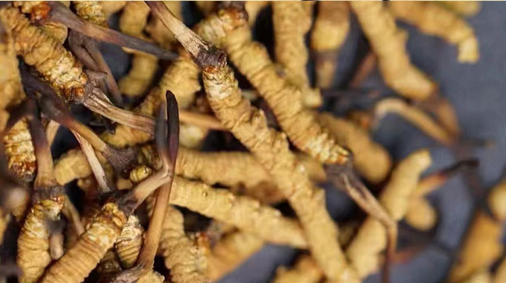 冬蟲(chóng)夏草在哪里生長(zhǎng)