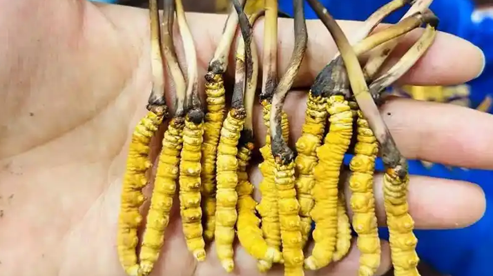 <a href=http://m.yangtenghuanbao.com/ target=_blank class=infotextkey><a href=http://m.yangtenghuanbao.com/s/nqcc/ target=_blank class=infotextkey>那曲冬蟲夏草</a></a>正品頭期