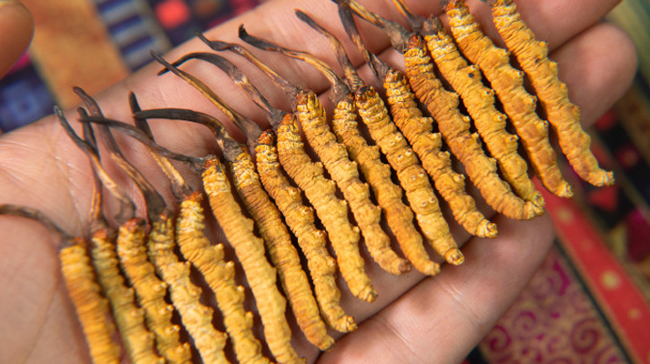 真正的<a href=http://m.yangtenghuanbao.com/jiage/ target=_blank class=infotextkey>冬蟲夏草多少錢</a>一克