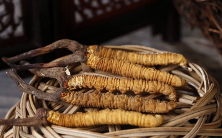 怎么辨別真的冬蟲夏草