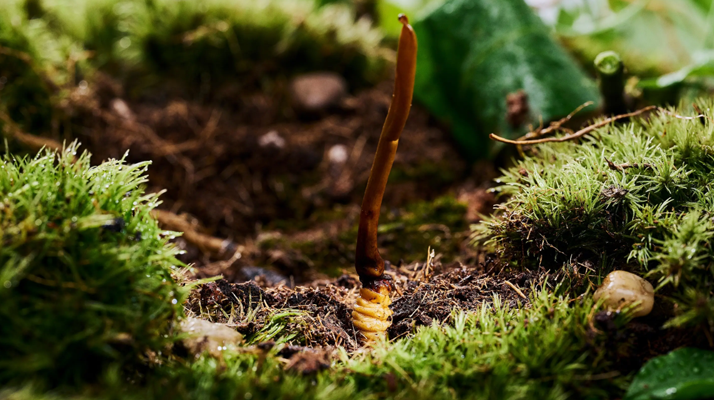 正宗那曲<a href=http://m.yangtenghuanbao.com/xinxian/ target=_blank class=infotextkey>新<a href=http://m.yangtenghuanbao.com/xinxian/ target=_blank class=infotextkey>鮮冬蟲夏草價格</a></a>