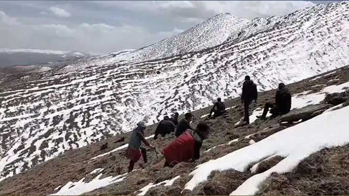 冬蟲(chóng)夏草是什么季節(jié)挖的