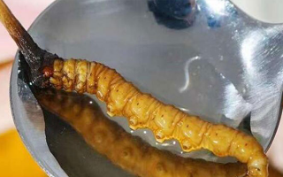 冬蟲(chóng)夏草泡完是什么樣