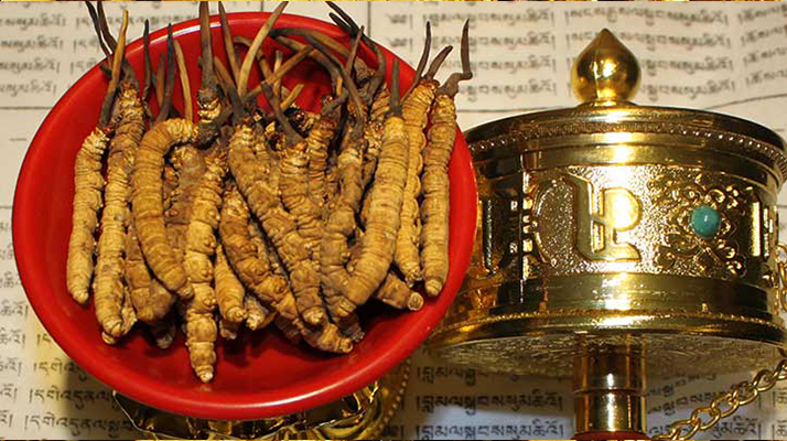 冬蟲(chóng)夏草多久有效果