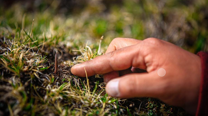 冬蟲夏草怎么找？自然采挖與市場獲取全指南