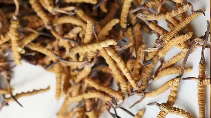 野生<a href=http://m.yangtenghuanbao.com/jiage/ target=_blank class=infotextkey>冬蟲夏草價(jià)格</a>揭秘:多因素交織下的市場(chǎng)行情