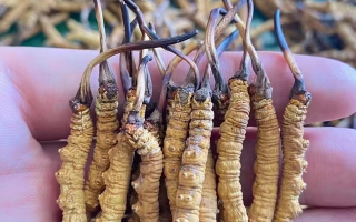 冬蟲夏草等級怎么辨別？專業(yè)指南教你識別優(yōu)劣真?zhèn)?> </div>
            <div   id=