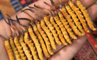 冬蟲夏草產(chǎn)地優(yōu)劣解析：一位養(yǎng)生專家的專業(yè)見解