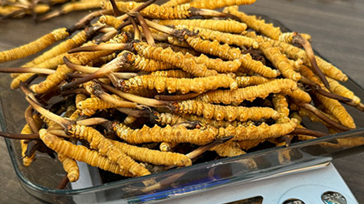 冬蟲夏草小孩可以服用嗎？科學(xué)判斷與服用指南