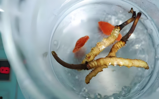 人參冬蟲夏草枸杞泡酒：古法釀就的滋補(bǔ)佳釀