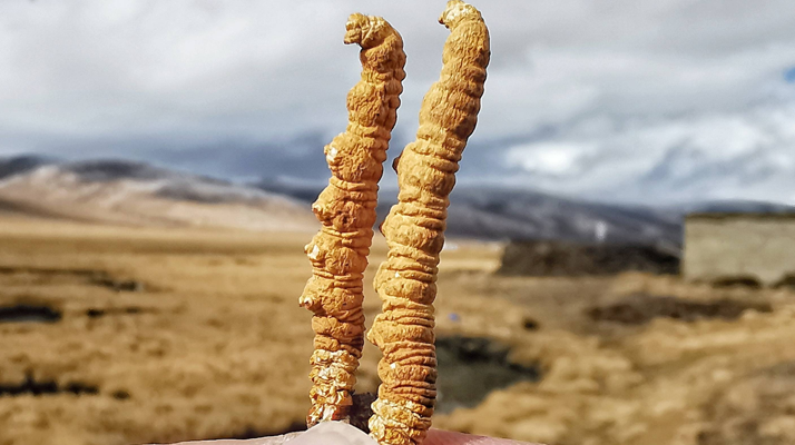 冬蟲夏草干了之后什么樣？