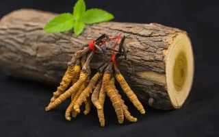 冬蟲夏草一開始長(zhǎng)什么樣？從幼蟲到蟲草雛形的生長(zhǎng)歷程