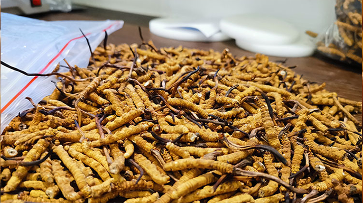 冬蟲夏草：泡水喝還是煮一下？兩種食用方式的全面對比